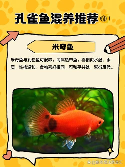 孔雀魚混養(yǎng)最佳搭配圖，孔雀魚可以和哪些觀賞魚混養(yǎng) 孔雀魚混養(yǎng)最佳搭配圖，孔雀魚可以和哪些觀賞魚混養(yǎng) 龍魚百科 第9張