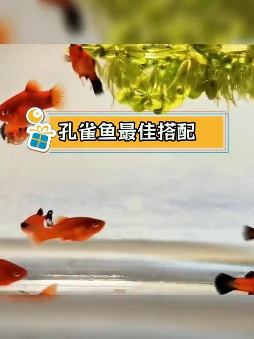 孔雀魚混養(yǎng)最佳搭配圖，孔雀魚可以和哪些觀賞魚混養(yǎng) 孔雀魚混養(yǎng)最佳搭配圖，孔雀魚可以和哪些觀賞魚混養(yǎng) 龍魚百科 第3張