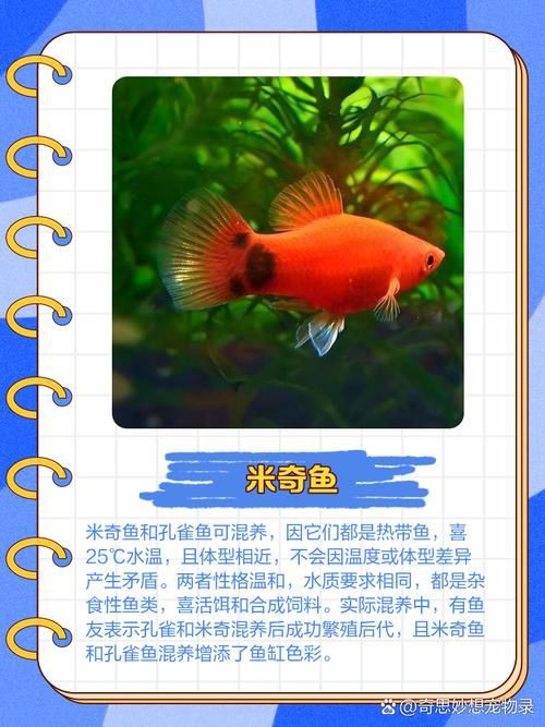 孔雀魚混養(yǎng)最佳搭配圖，孔雀魚可以和哪些觀賞魚混養(yǎng) 孔雀魚混養(yǎng)最佳搭配圖，孔雀魚可以和哪些觀賞魚混養(yǎng) 龍魚百科 第12張