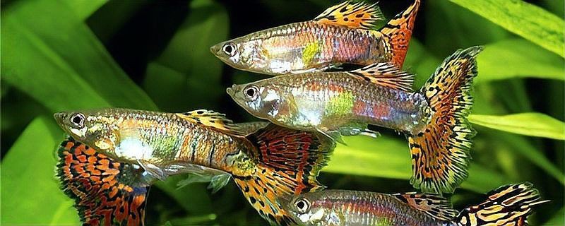 孔雀魚混養(yǎng)最佳搭配圖，孔雀魚可以和哪些觀賞魚混養(yǎng) 孔雀魚混養(yǎng)最佳搭配圖，孔雀魚可以和哪些觀賞魚混養(yǎng) 龍魚百科 第28張
