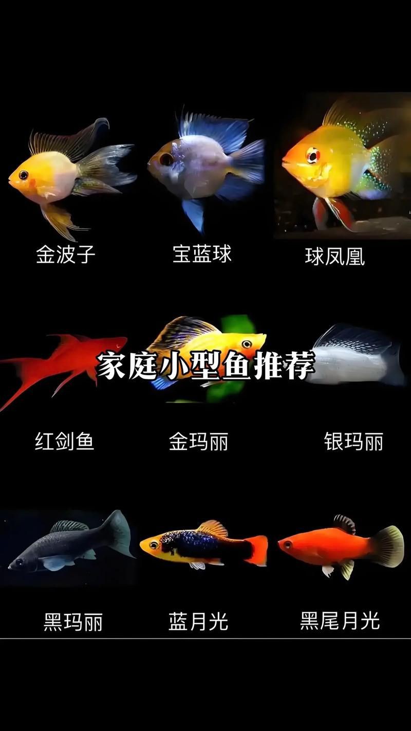 孔雀魚混養(yǎng)最佳搭配圖，孔雀魚可以和哪些觀賞魚混養(yǎng) 孔雀魚混養(yǎng)最佳搭配圖，孔雀魚可以和哪些觀賞魚混養(yǎng) 龍魚百科 第8張