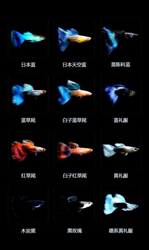 孔雀魚混養(yǎng)最佳搭配圖，孔雀魚可以和哪些觀賞魚混養(yǎng) 孔雀魚混養(yǎng)最佳搭配圖，孔雀魚可以和哪些觀賞魚混養(yǎng) 龍魚百科 第21張