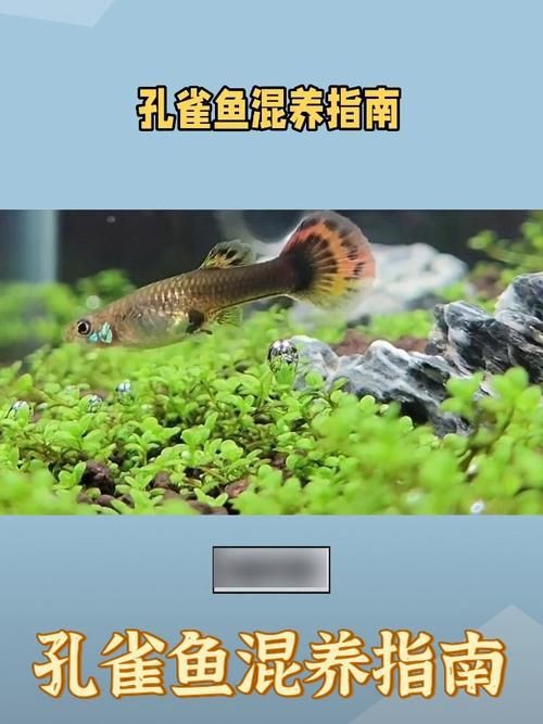 孔雀魚混養(yǎng)最佳搭配圖，孔雀魚可以和哪些觀賞魚混養(yǎng) 孔雀魚混養(yǎng)最佳搭配圖，孔雀魚可以和哪些觀賞魚混養(yǎng) 龍魚百科 第22張