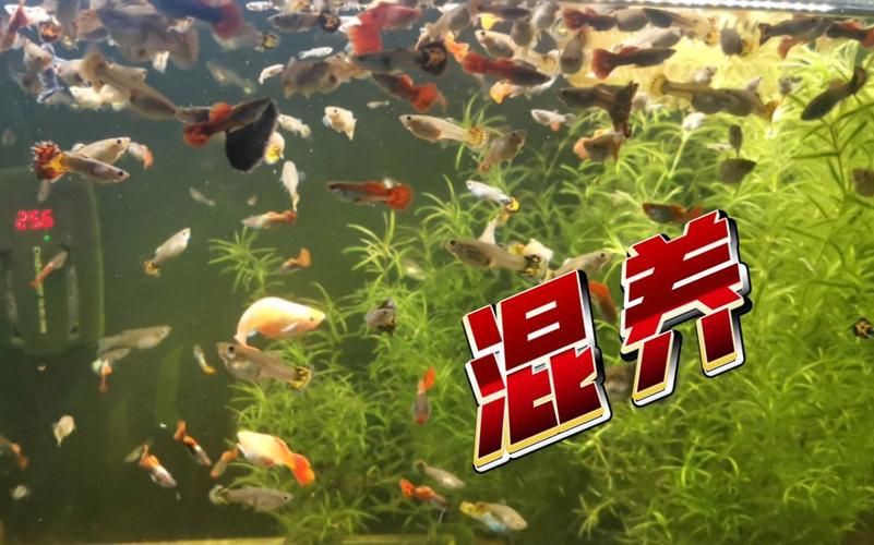 孔雀魚混養(yǎng)最佳搭配圖，孔雀魚可以和哪些觀賞魚混養(yǎng) 孔雀魚混養(yǎng)最佳搭配圖，孔雀魚可以和哪些觀賞魚混養(yǎng) 龍魚百科 第25張