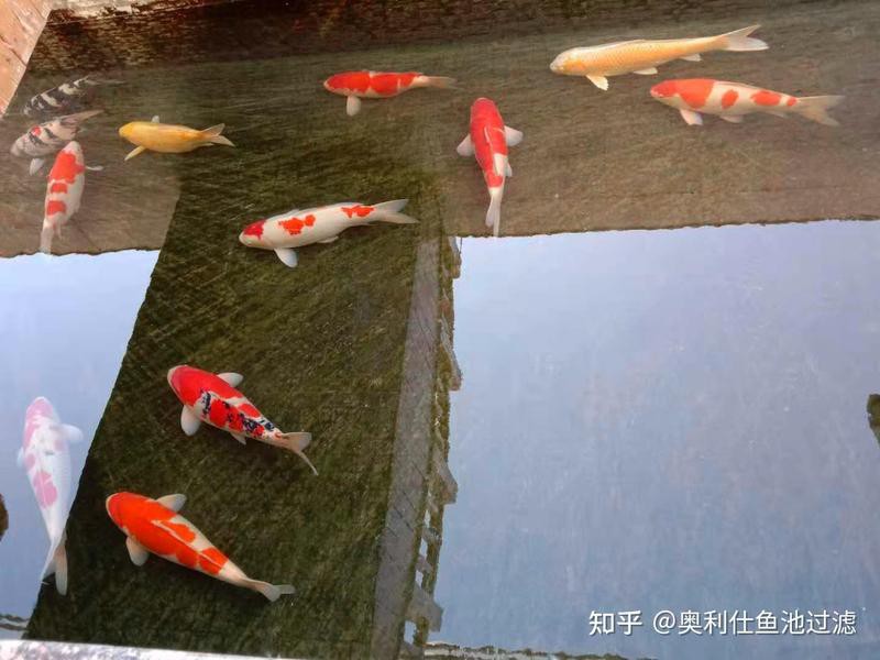 養魚先喂食還是先換水，養觀賞魚是先喂食還是先換水