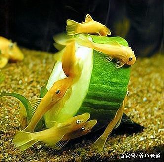 養魚先喂食還是先換水，養觀賞魚是先喂食還是先換水