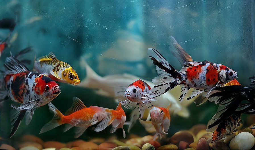 養魚先喂食還是先換水，養觀賞魚是先喂食還是先換水