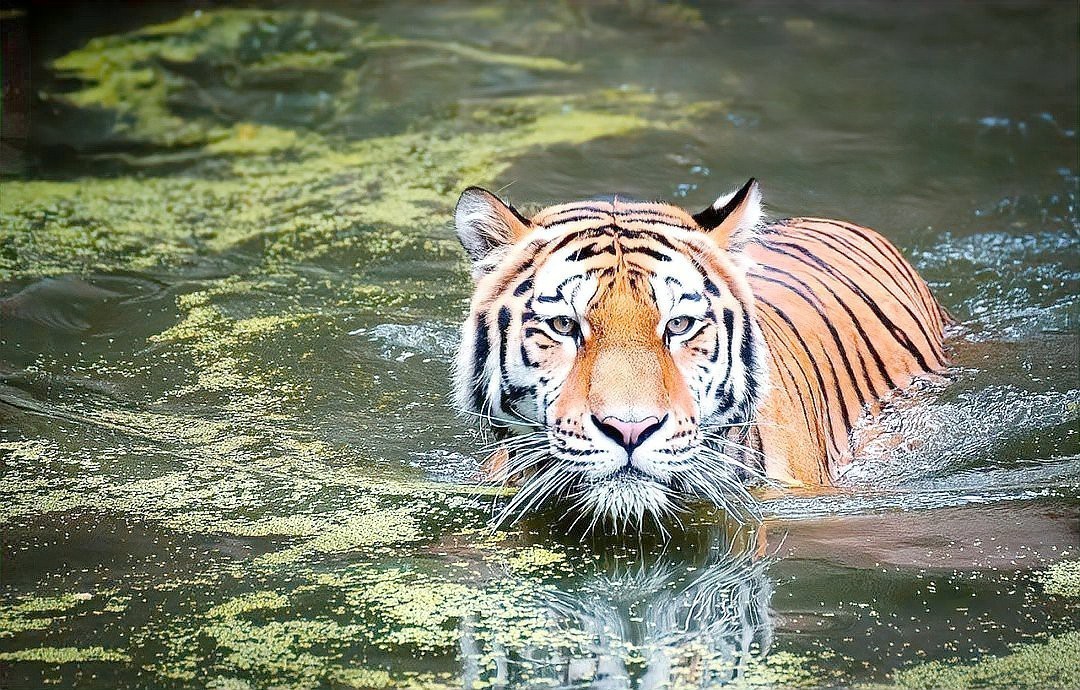 佩戴過背金龍飾品有哪些注意事項？，佩戴過背金龍飾品的注意事項 佩戴過背金龍飾品有哪些注意事項？，佩戴過背金龍飾品的注意事項 龍魚論壇 第3張