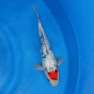 丹頂魚多少錢一條，丹頂錦鯉多少錢一條附丹頂錦鯉魚多少錢一條附丹頂錦鯉魚種類