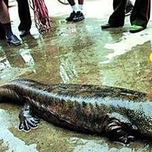 丹頂魚多少錢一條，丹頂錦鯉多少錢一條附丹頂錦鯉魚多少錢一條附丹頂錦鯉魚種類