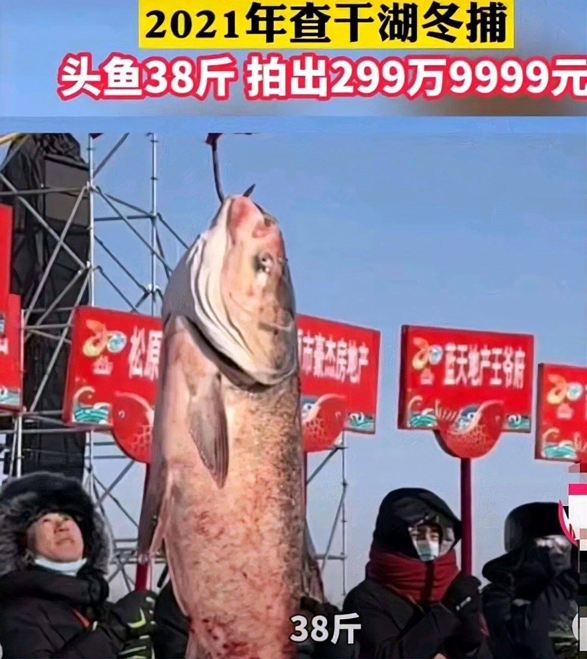 中國魚寶拍賣交易，中國魚寶拍賣交，魚寶鑒定