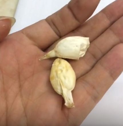 中國魚寶拍賣交易，中國魚寶拍賣交，魚寶鑒定