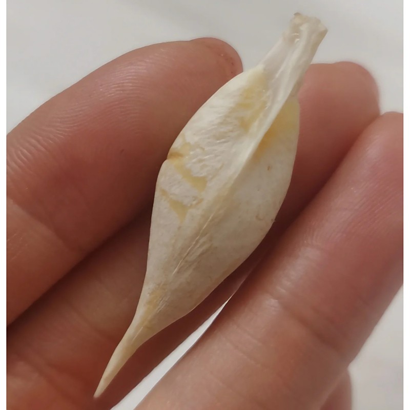 中國魚寶拍賣交易，中國魚寶拍賣交，魚寶鑒定