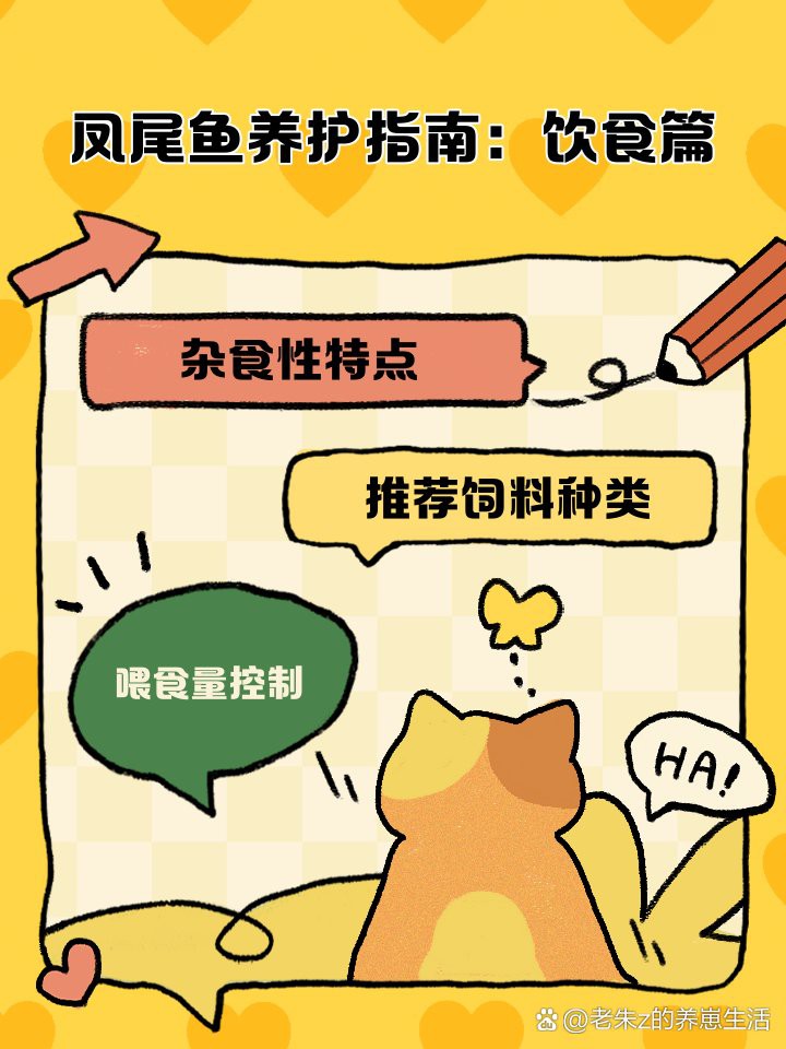 鳳魚吃什么食物，鳳尾魚吃什么食物起航知識(shí)小鳳尾魚飼養(yǎng)全攻略