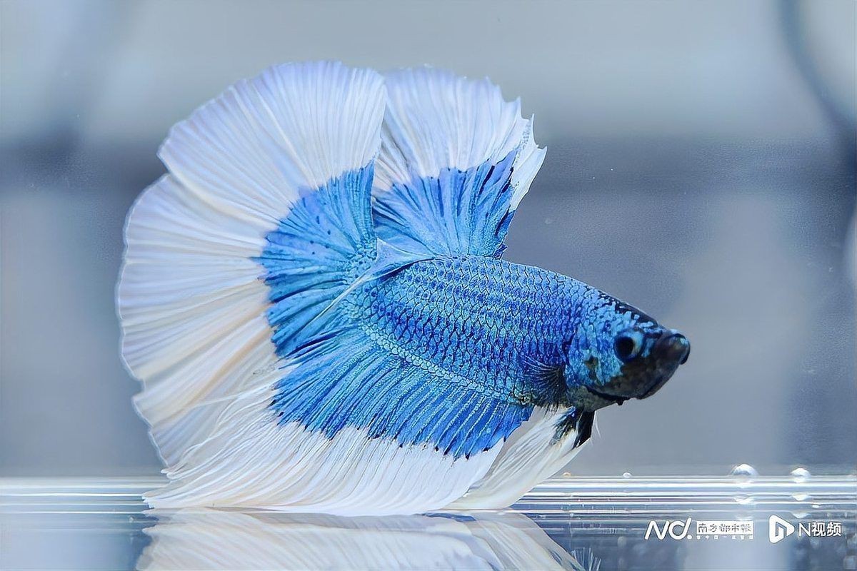 紅龍魚(yú)BTL官網(wǎng)介紹，油餅大學(xué)生油餅大學(xué)生油餅大學(xué)生斬獲總冠軍南方都市報(bào)