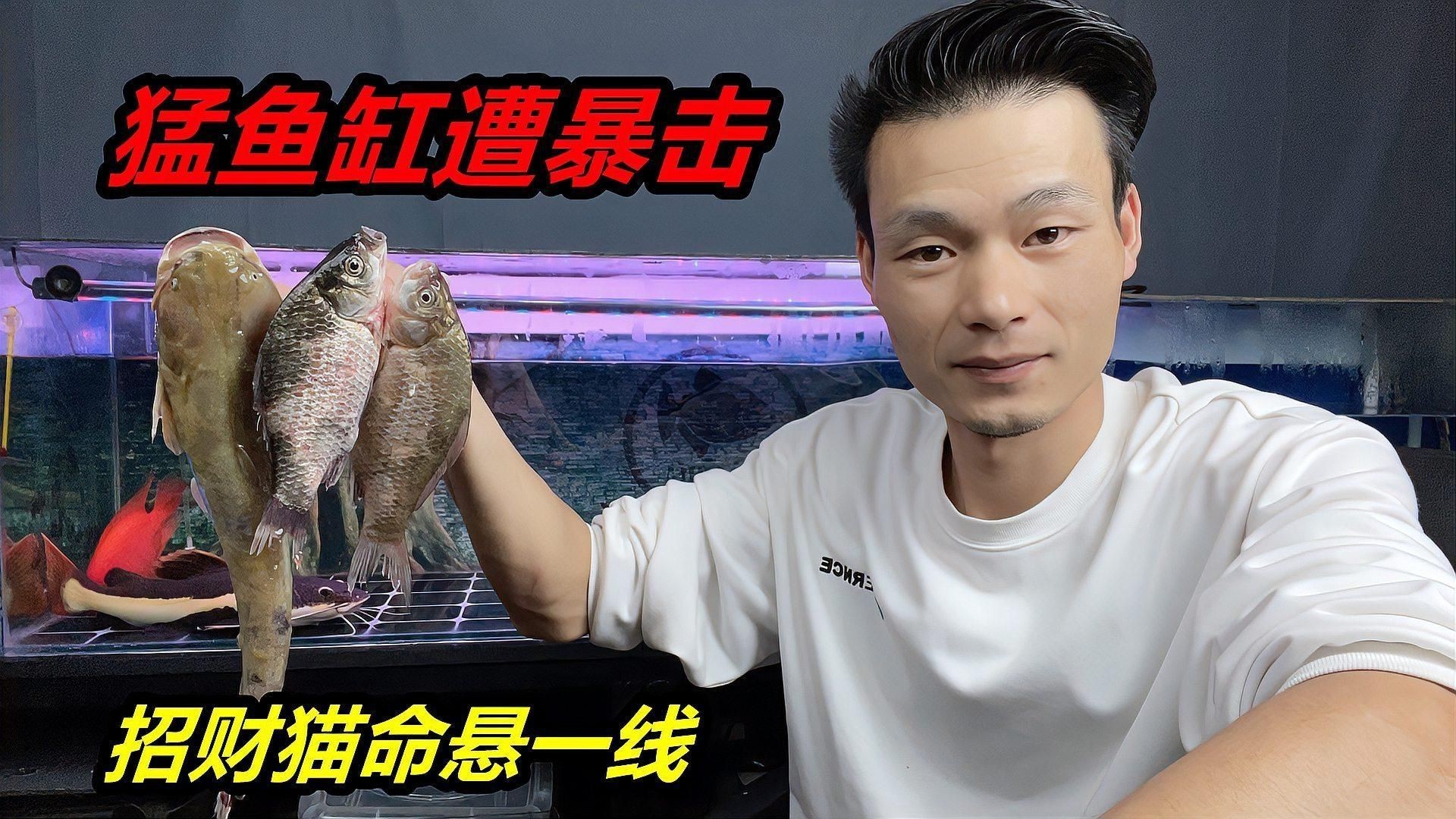 家里養(yǎng)招財(cái)貓魚好不好，家居風(fēng)水:家養(yǎng)招財(cái)貓魚，三忌!你是不是中了? 家里養(yǎng)招財(cái)貓魚好不好，家居風(fēng)水:家養(yǎng)招財(cái)貓魚，三忌!你是不是中了? 全國水族館企業(yè)名錄 第5張
