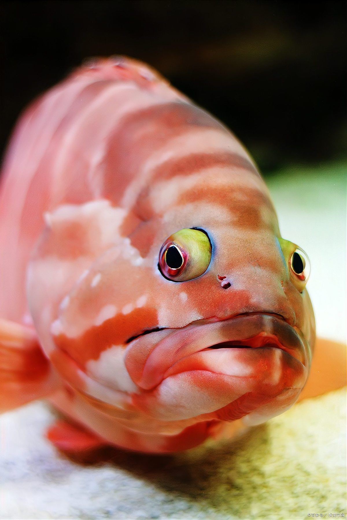 家里養(yǎng)招財貓魚好不好，家居風水:家養(yǎng)招財貓魚，三忌!你是不是中了?