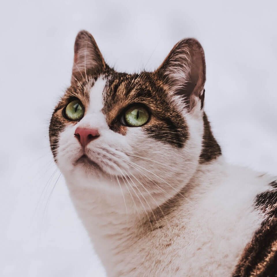 家里養(yǎng)招財(cái)貓魚好不好，家居風(fēng)水:家養(yǎng)招財(cái)貓魚，三忌!你是不是中了? 家里養(yǎng)招財(cái)貓魚好不好，家居風(fēng)水:家養(yǎng)招財(cái)貓魚，三忌!你是不是中了? 全國水族館企業(yè)名錄 第4張