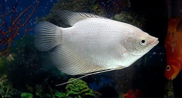 家里養(yǎng)招財(cái)貓魚好不好，家居風(fēng)水:家養(yǎng)招財(cái)貓魚，三忌!你是不是中了? 家里養(yǎng)招財(cái)貓魚好不好，家居風(fēng)水:家養(yǎng)招財(cái)貓魚，三忌!你是不是中了? 全國水族館企業(yè)名錄 第7張