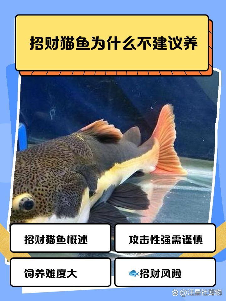 家里養(yǎng)招財貓魚好不好，家居風水:家養(yǎng)招財貓魚，三忌!你是不是中了?