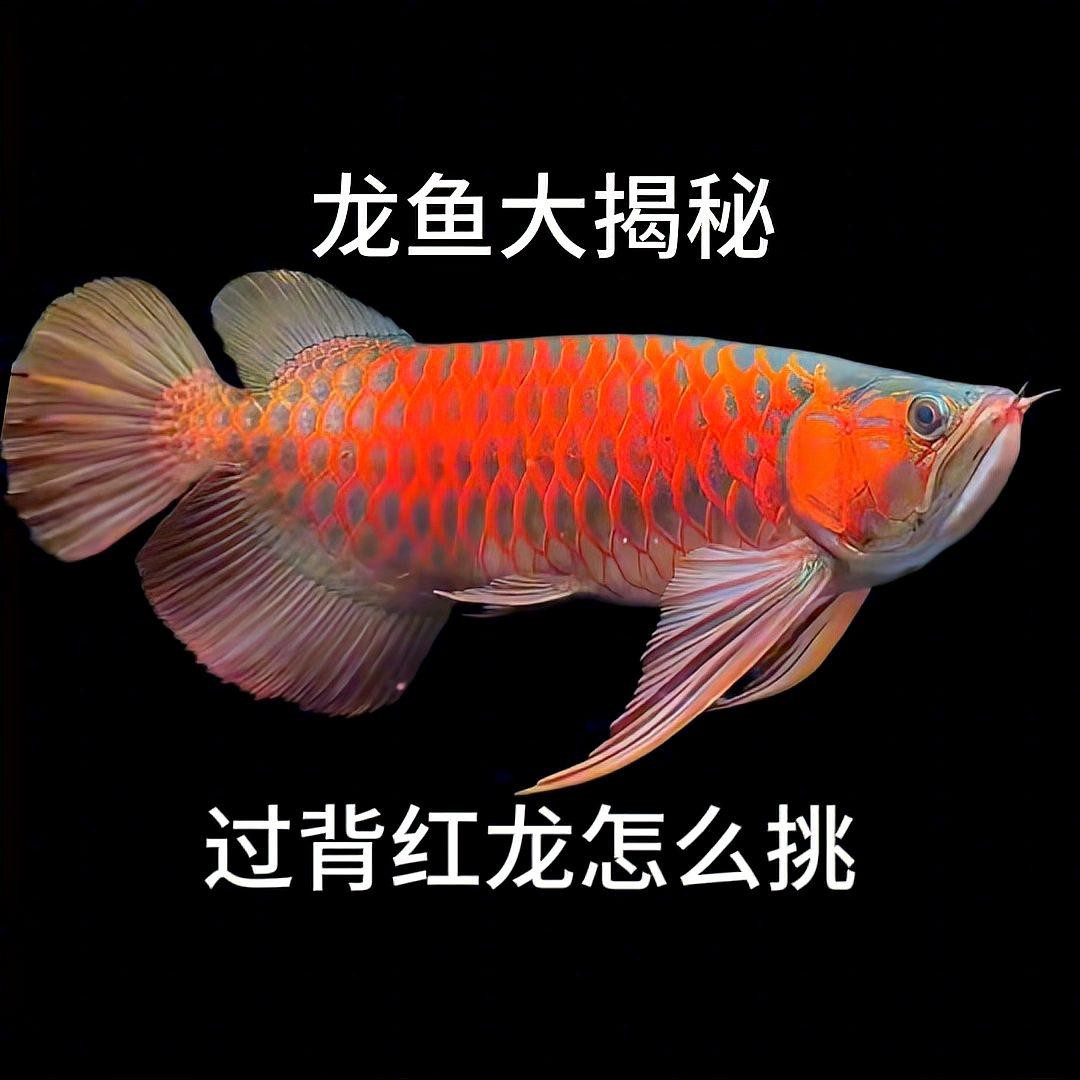 如何鑒別紅龍過背和不過背？，紅龍過背與不過背的鑒別方法