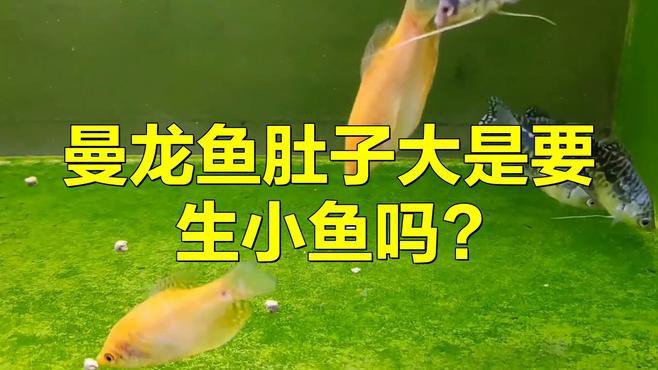 如何判斷曼龍魚是否進入繁殖期？，判斷曼龍魚是否進入繁殖期可從多方面觀察體表特征上