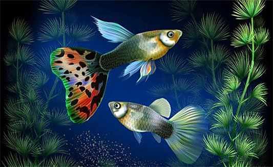 鳳尾魚幾天不喂會餓死，《鳳尾魚幾天不喂會餓死》 鳳尾魚幾天不喂會餓死，《鳳尾魚幾天不喂會餓死》 龍魚論壇 第1張