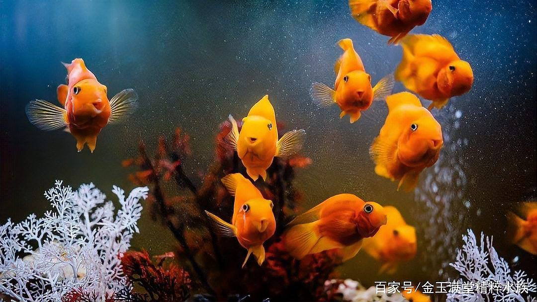 鳳尾魚幾天不喂會餓死，《鳳尾魚幾天不喂會餓死》 鳳尾魚幾天不喂會餓死，《鳳尾魚幾天不喂會餓死》 龍魚論壇 第3張