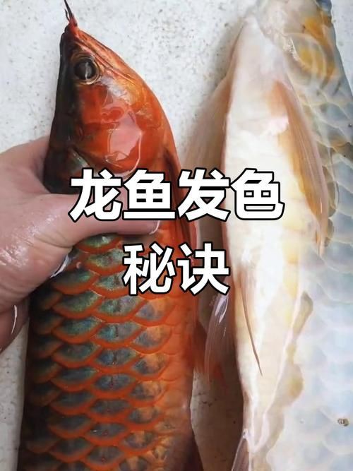 紅龍魚發色過程圖解，養魚說，探秘紅龍:發色類型、影響因素與變化階段