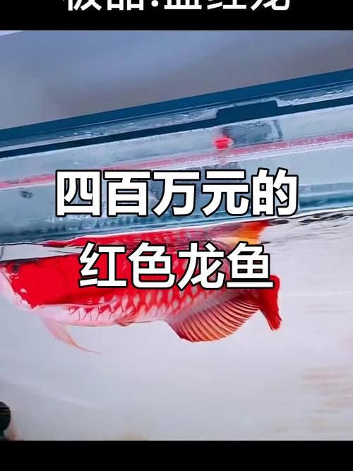 紅龍魚發色過程圖解，養魚說，探秘紅龍:發色類型、影響因素與變化階段