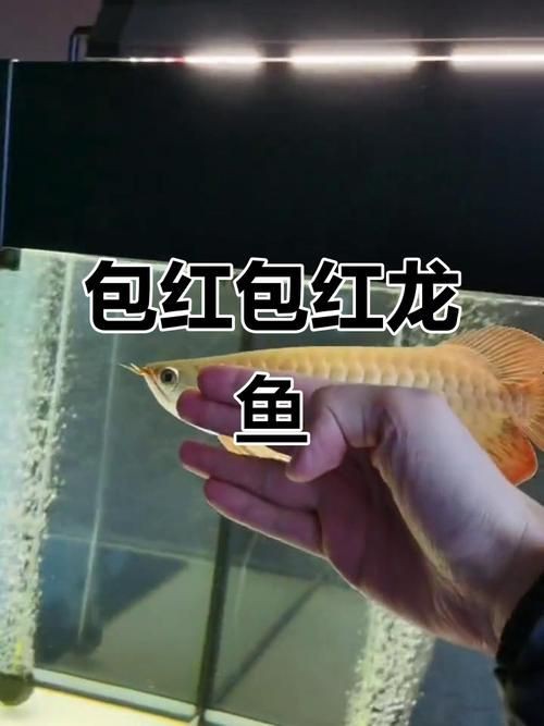紅龍魚發色過程圖解，養魚說，探秘紅龍:發色類型、影響因素與變化階段