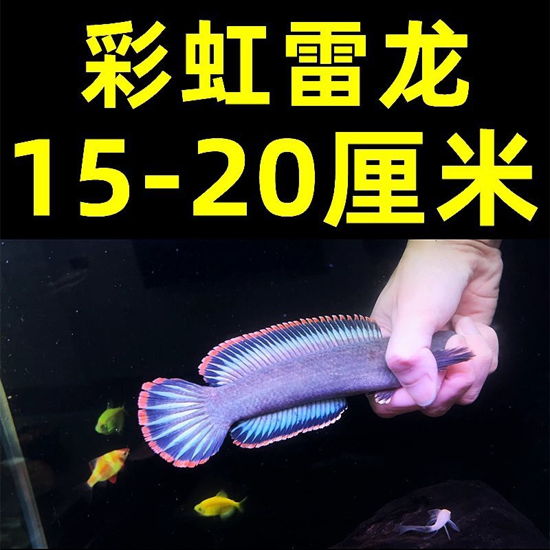 奶茶雷龍魚的價格是多少？，奶茶雷龍魚的價格 奶茶雷龍魚的價格是多少？，奶茶雷龍魚的價格 龍魚百科 第13張