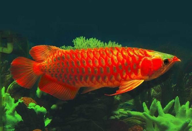 紅龍魚圖片高清，《紅龍魚圖片高清》