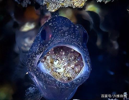 泗水魚(yú)是什么意思，“泗水魚(yú)”并非單一物種而是涉及不同地域與類(lèi)型的魚(yú)類(lèi)概念