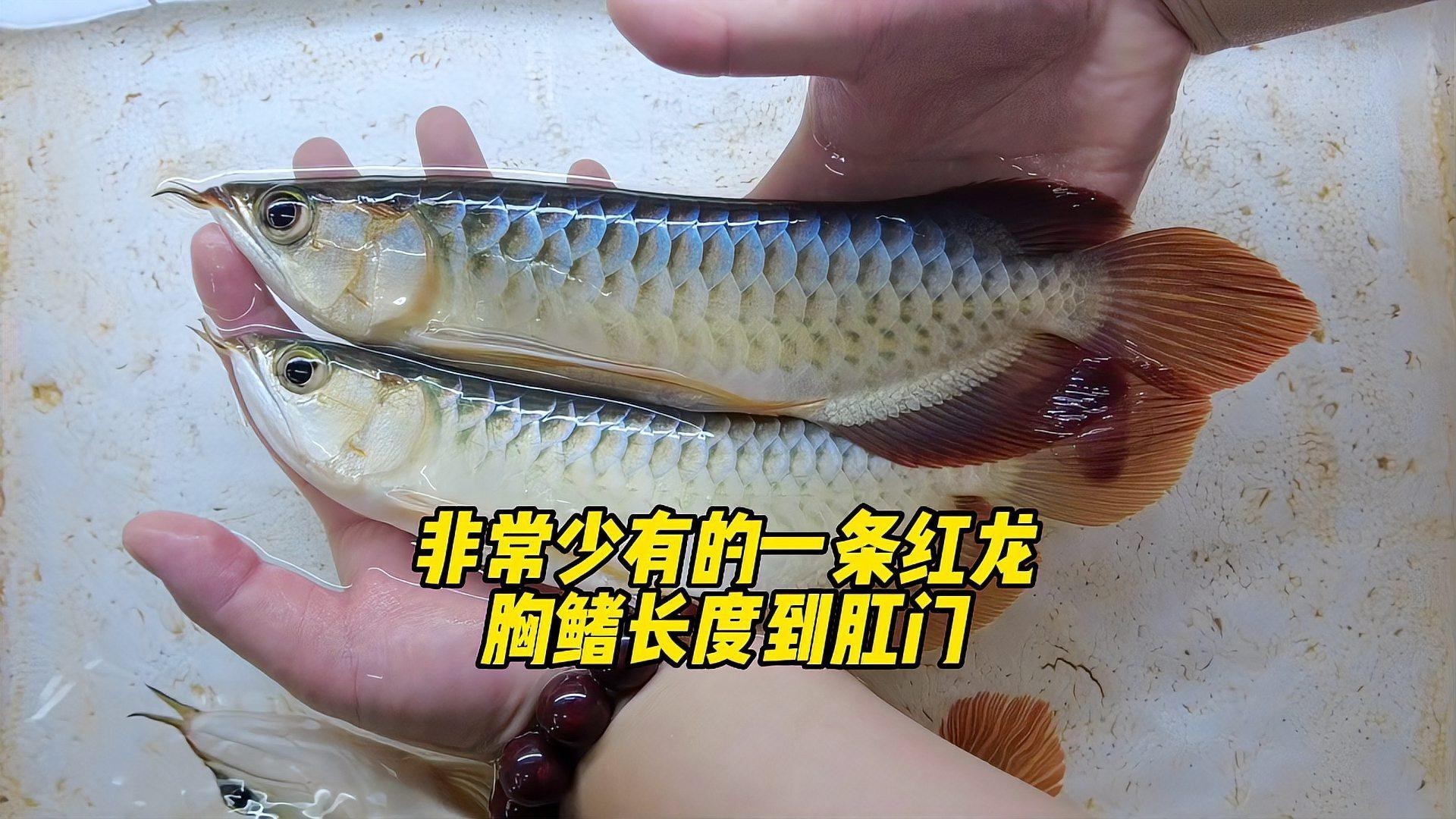 如何挑選高品質的大湖紅龍？，如何挑選優質大湖紅龍