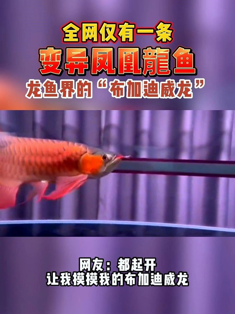 鳳凰龍魚哪個(gè)品種最稀有？，揭秘十大天價(jià)稀有魚類，最后一種竟是活體黃金編輯 鳳凰龍魚哪個(gè)品種最稀有？，揭秘十大天價(jià)稀有魚類，最后一種竟是活體黃金編輯 龍魚論壇 第1張