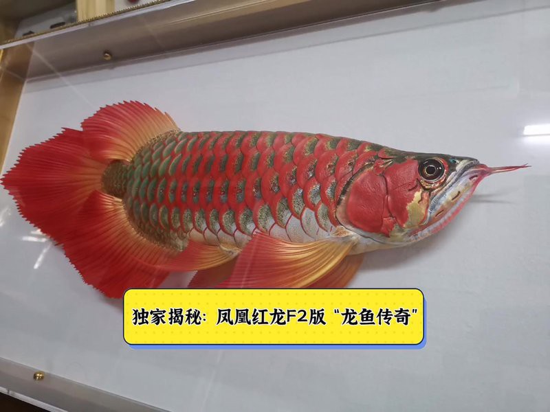 鳳凰龍魚哪個(gè)品種最稀有？，揭秘十大天價(jià)稀有魚類，最后一種竟是活體黃金編輯 鳳凰龍魚哪個(gè)品種最稀有？，揭秘十大天價(jià)稀有魚類，最后一種竟是活體黃金編輯 龍魚論壇 第2張