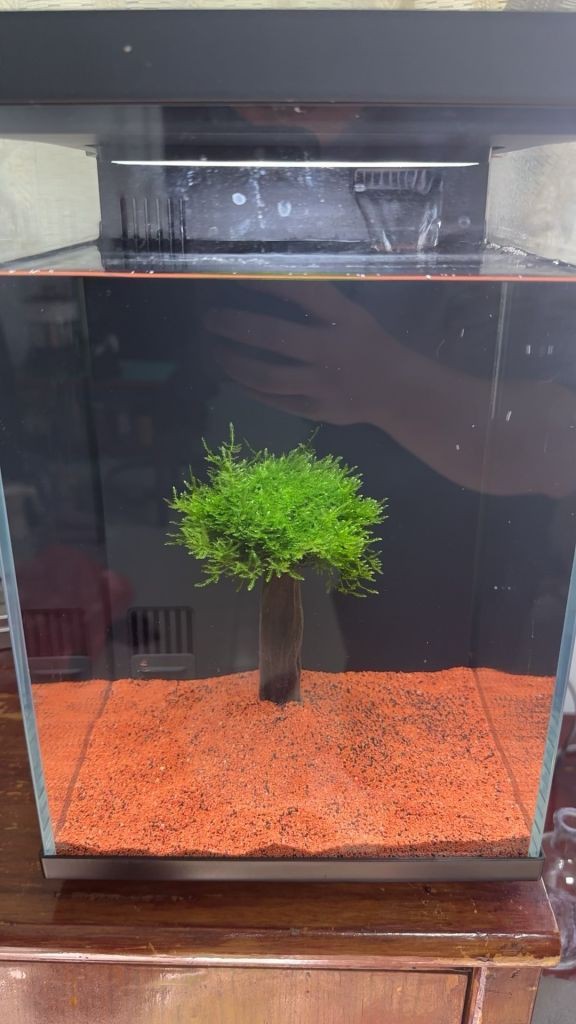 小米2代魚缸適合養雷龍魚嗎？，小米2代魚缸養什么魚合適 小米2代魚缸適合養雷龍魚嗎？，小米2代魚缸養什么魚合適 龍魚論壇 第4張