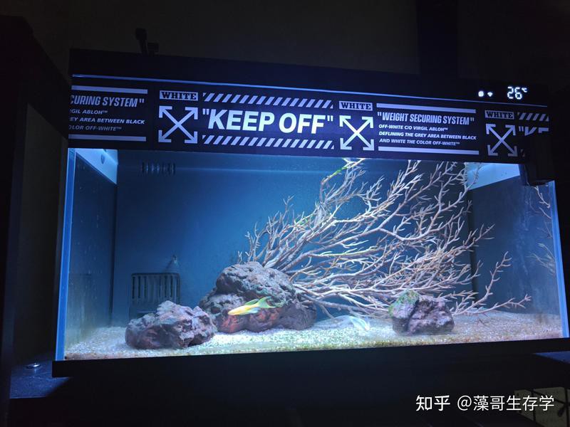 小米2代魚缸適合養雷龍魚嗎？，小米2代魚缸養什么魚合適 小米2代魚缸適合養雷龍魚嗎？，小米2代魚缸養什么魚合適 龍魚論壇 第3張