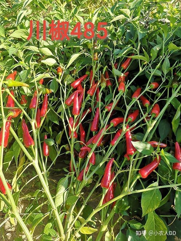 全國十大辣椒種子品牌，中國十大辣椒種子品牌 全國十大辣椒種子品牌，中國十大辣椒種子品牌 龍魚論壇 第4張