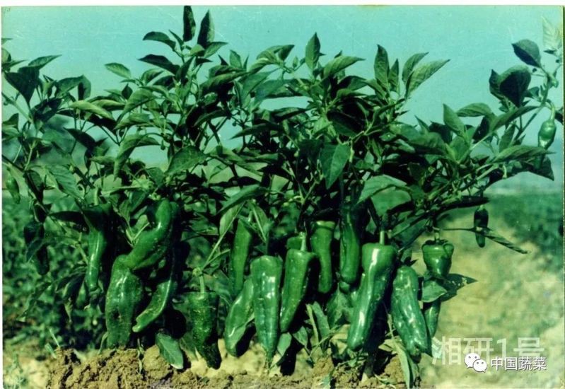 全國十大辣椒種子品牌，中國十大辣椒種子品牌 全國十大辣椒種子品牌，中國十大辣椒種子品牌 龍魚論壇 第3張