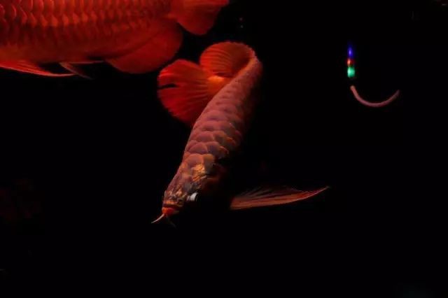 有哪些著名的龍魚攝影作品？，如何拍攝龍魚攝影作品？