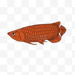 有哪些適合紅龍魚微信頭像的背景？，紅龍魚微信頭像背景推薦 有哪些適合紅龍魚微信頭像的背景？，紅龍魚微信頭像背景推薦 龍魚論壇 第27張
