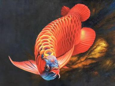 有哪些適合紅龍魚微信頭像的背景？，紅龍魚微信頭像背景推薦 有哪些適合紅龍魚微信頭像的背景？，紅龍魚微信頭像背景推薦 龍魚論壇 第18張