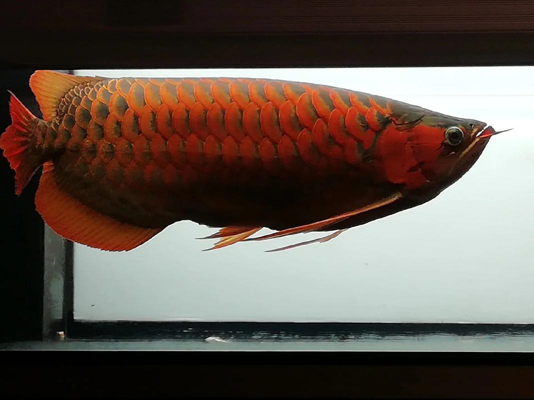 有哪些適合紅龍魚微信頭像的背景？，紅龍魚微信頭像背景推薦 有哪些適合紅龍魚微信頭像的背景？，紅龍魚微信頭像背景推薦 龍魚論壇 第17張