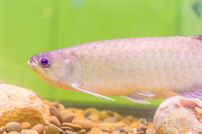 如何確認金龍魚壁紙是否商用授權(quán)？，如何確認金龍魚壁紙是否具備商用授權(quán)