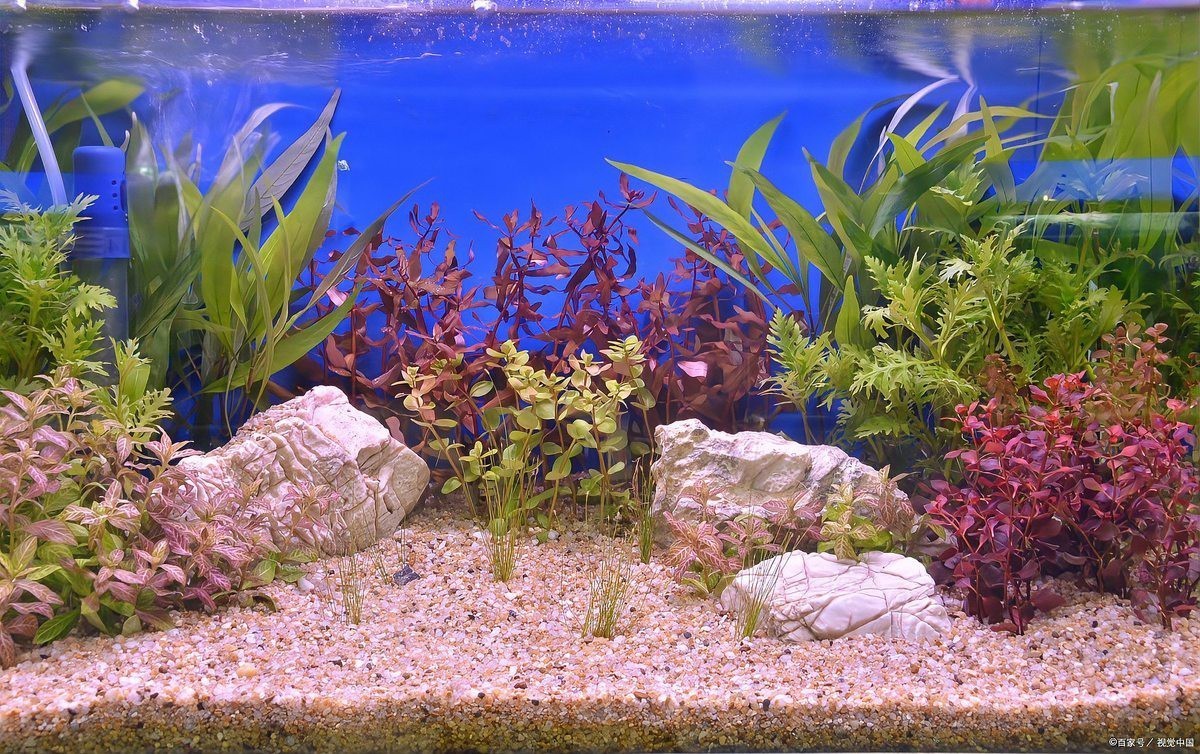 如何控制龍魚缸中的藻類？，如何科學控制魚缸藻類，讓水質更清澈