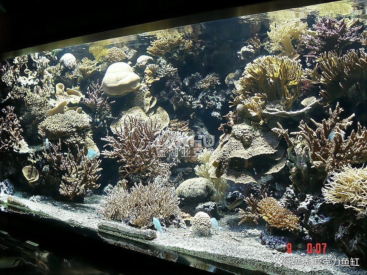 牧龍居水族箱照明燈,牧龍居水族箱led照明燈 龍魚(yú)百科 第2張 牧龍居水族箱照明燈,牧龍居水族箱led照明燈 牧龍居水族箱照明燈,牧龍居水族箱led照明燈 龍魚(yú)百科 第2張