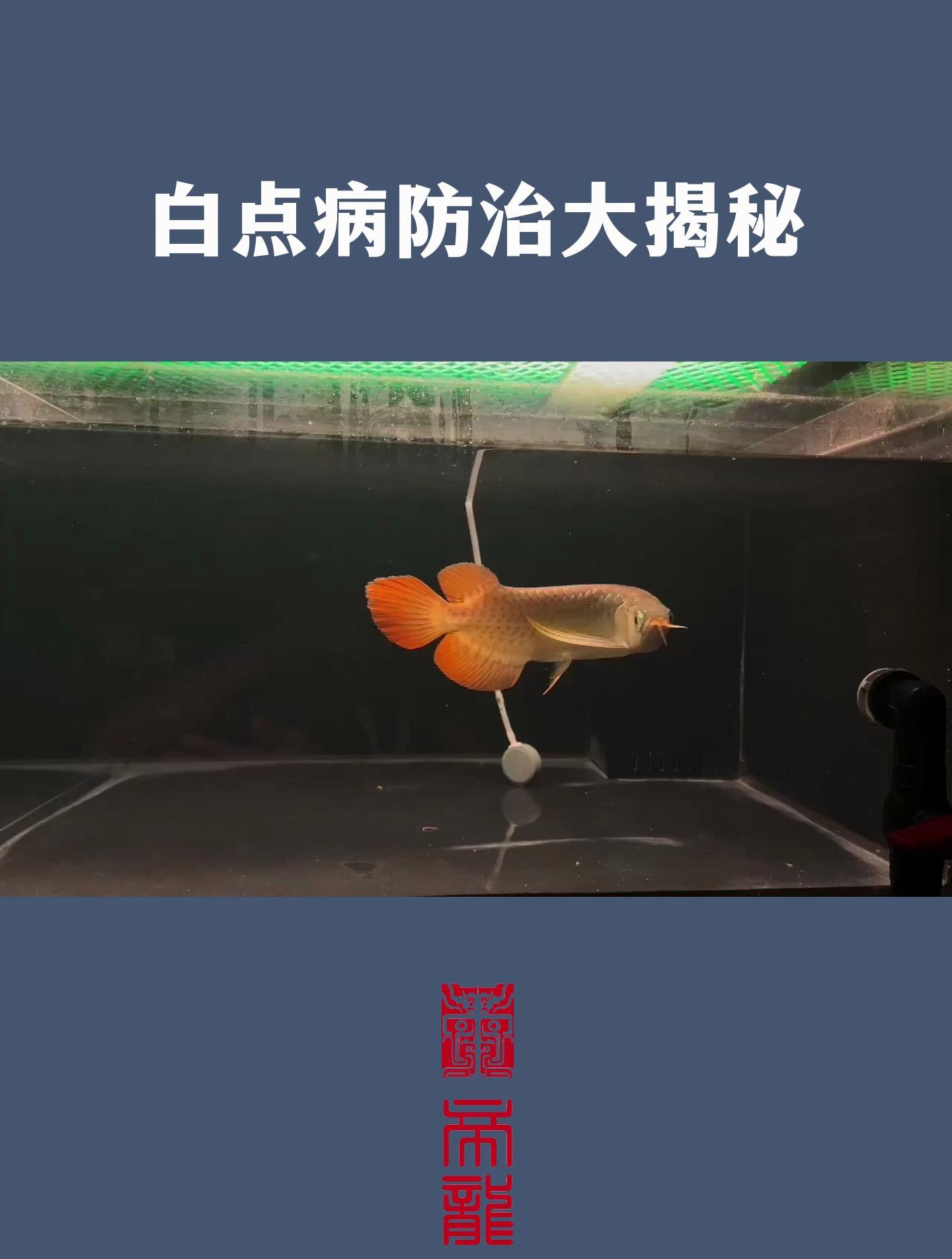 如何預防龍魚眼白點病？，白點病如何預防和治療做好4點，讓它遠離您