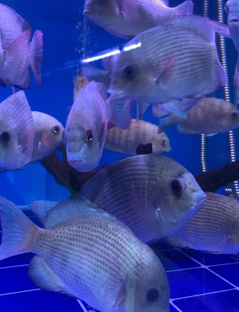 馬瑪拉莫寶石慈鯛魚，飼養馬拉莫寶石魚，必看指南